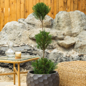 Lejlandijski čempres mini forma – × Cupressocyparis leylandii