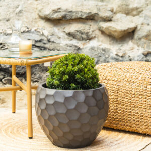 Tisa – Taxus baccata