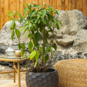 Kineska perlica - Callicarpa bodinieri 'Profusion'