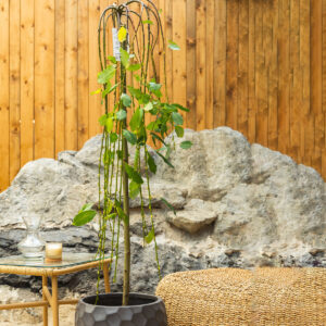 Žalosna vrba – Salix caprea 'Kilmarnock'