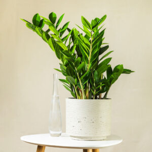 Zamija - Zamioculcas zamiifolia