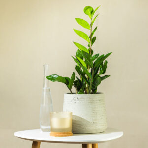 Zamija – Zamioculcas zamiifolia