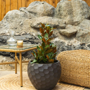 Zimzelena magnolija – Magnolia grandiflora