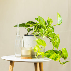 Zlatni puzavac - Epipremnum aureum