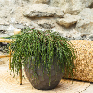 Tuja – Thuja plicata 'Whipcord'