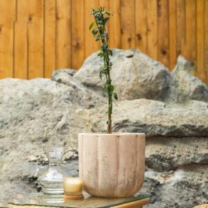 Zimzeleni jasmin – Trachelospermum jasminoides